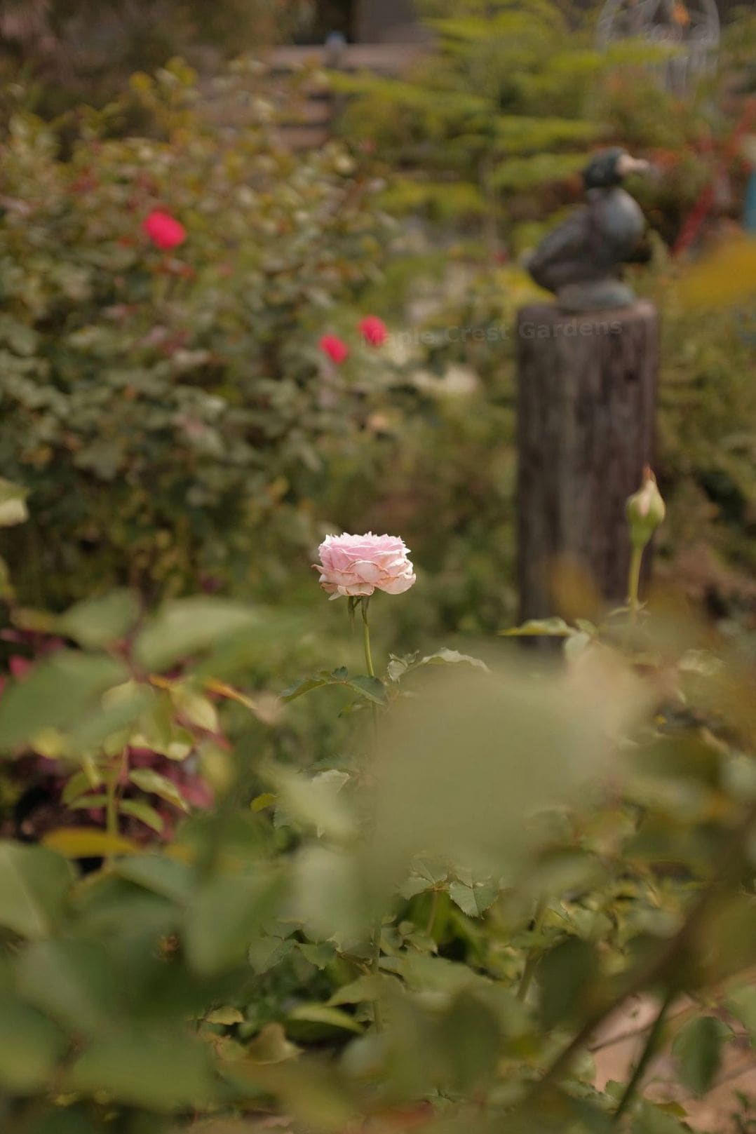 Simple Mulching Tips to Help Your Garden Thrive