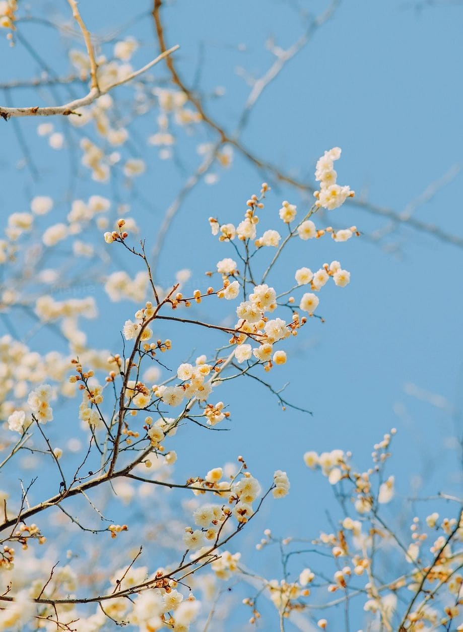 Maple Crest Gardens 14