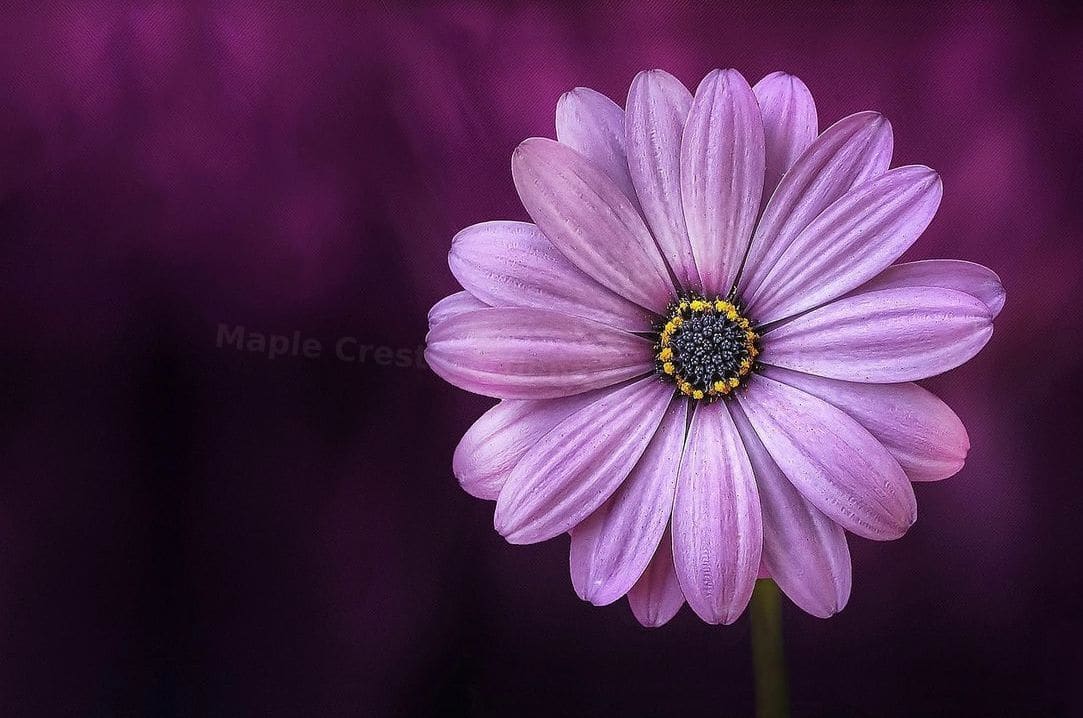 Maple Crest Gardens 3