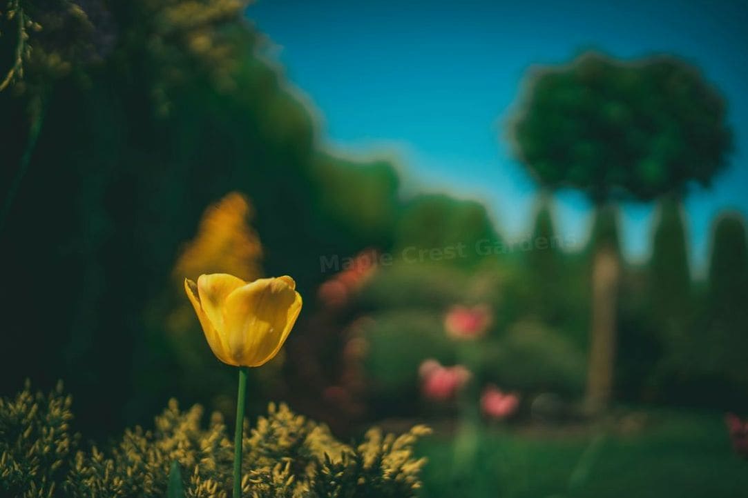 Garden design and planting plans