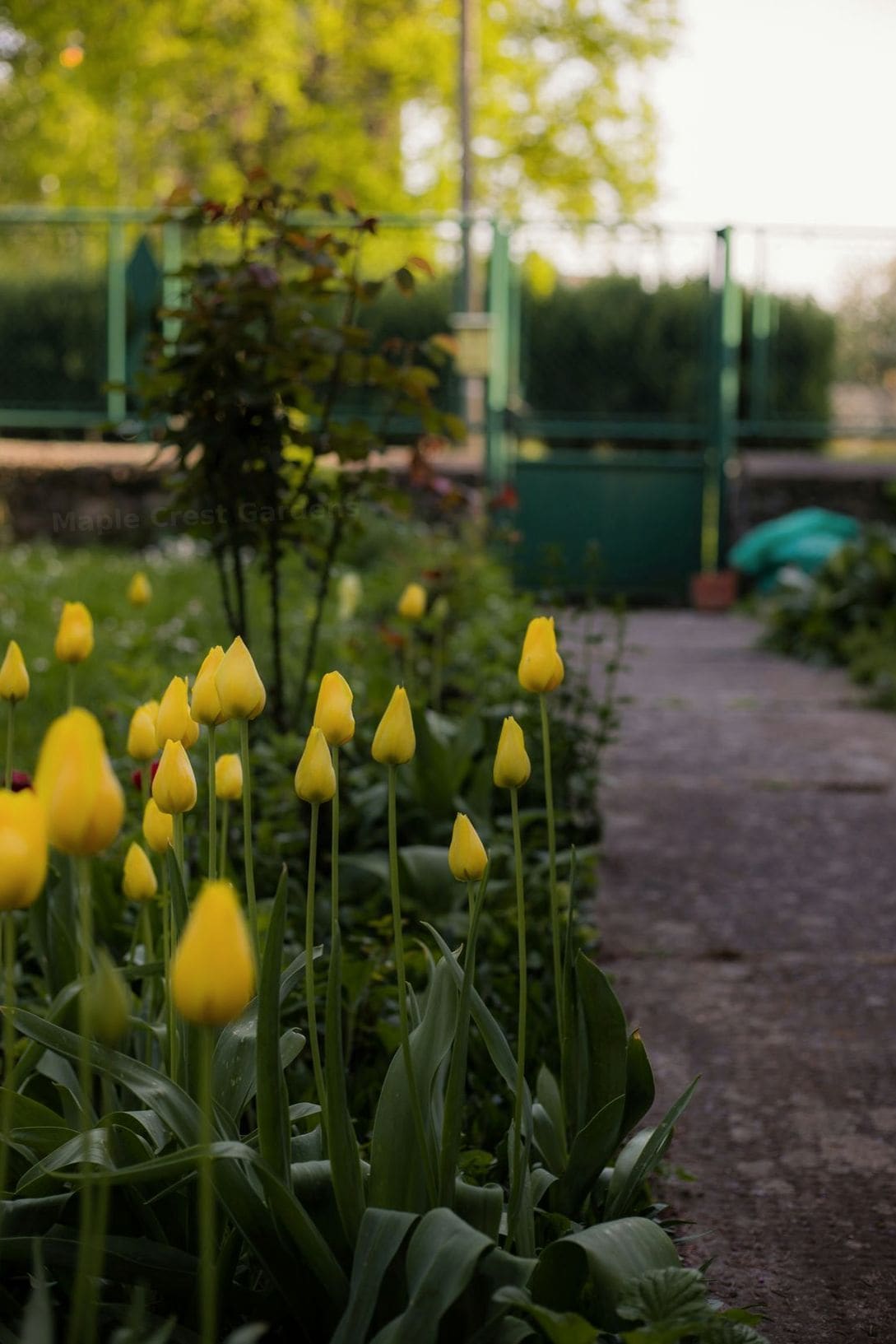 Mulching and soil improvement